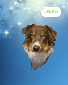 Crimson - 1 year old