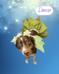 Dancer - 1 year old