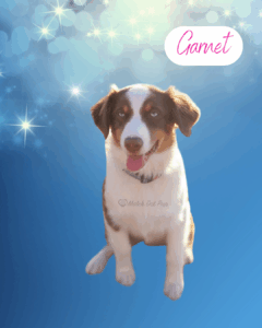 Garnet - 1 year old