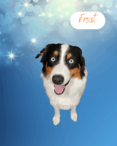 Frost - 1 year old