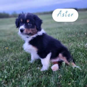 Aster - 8 weeks old