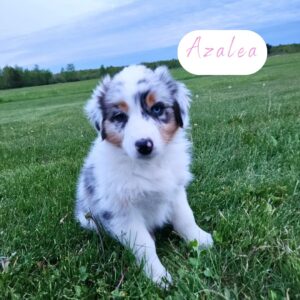 8 week old blue merle female Australian Shepherd with mismatched eyes and similar look to her mother