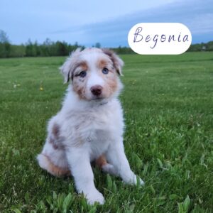 8 week old red merle female Australian Shepherd with distinct marbled eye coloring