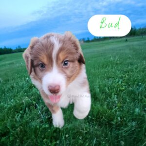 Bud - 8 weeks old