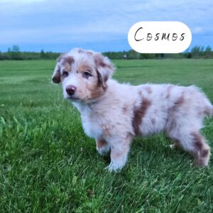 Cosmos - 8 weeks old