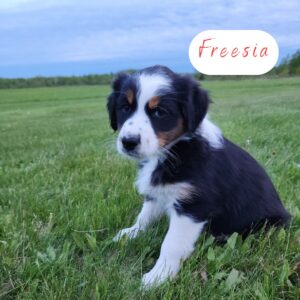 Freesia - 8 weeks old