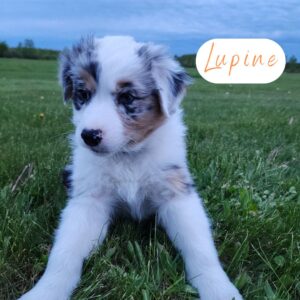Lupine - 8 weeks old
