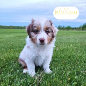 William -8 weeks old