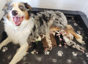 Australian Shepherd puppies in Wisconsin available through Match Dot Pup
