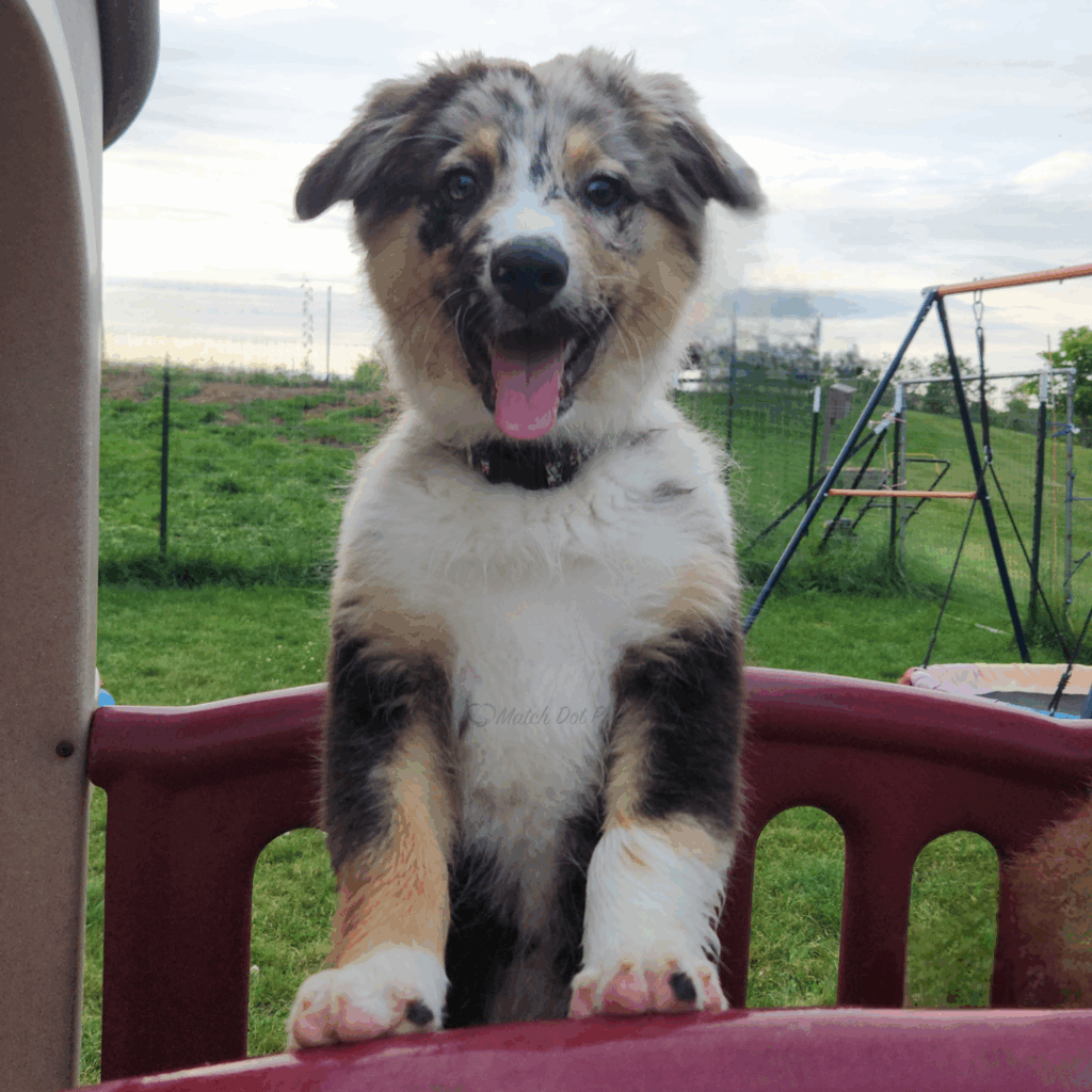 Why Puppy Temperament Matters