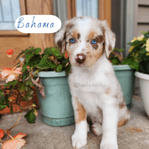 8 week old red merle Australian Shepherd male with striking blue eyes