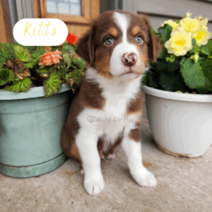 Kitts - 8 weeks old