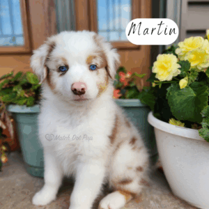 Martin - 8 weeks old