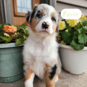 Nevis - 8 weeks old