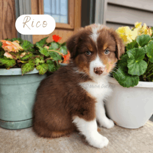 Rico - 8 weeks old