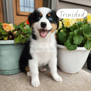 Trinidad - 8 weeks old