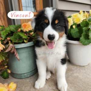 Vincent - 8 weeks old