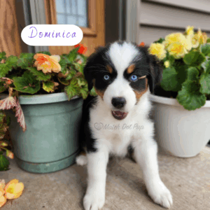 Dominica - 8 weeks old