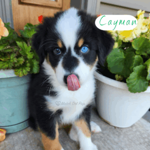 8 week old black tri Australian Shepherd male with heterochromia and unique nose marking