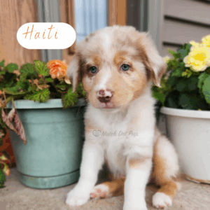 Haiti - 8 weeks old