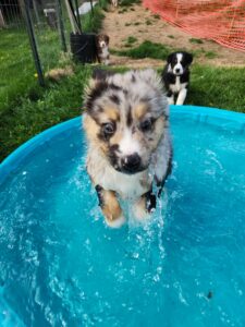 Australian Shepherd playing energetically in water