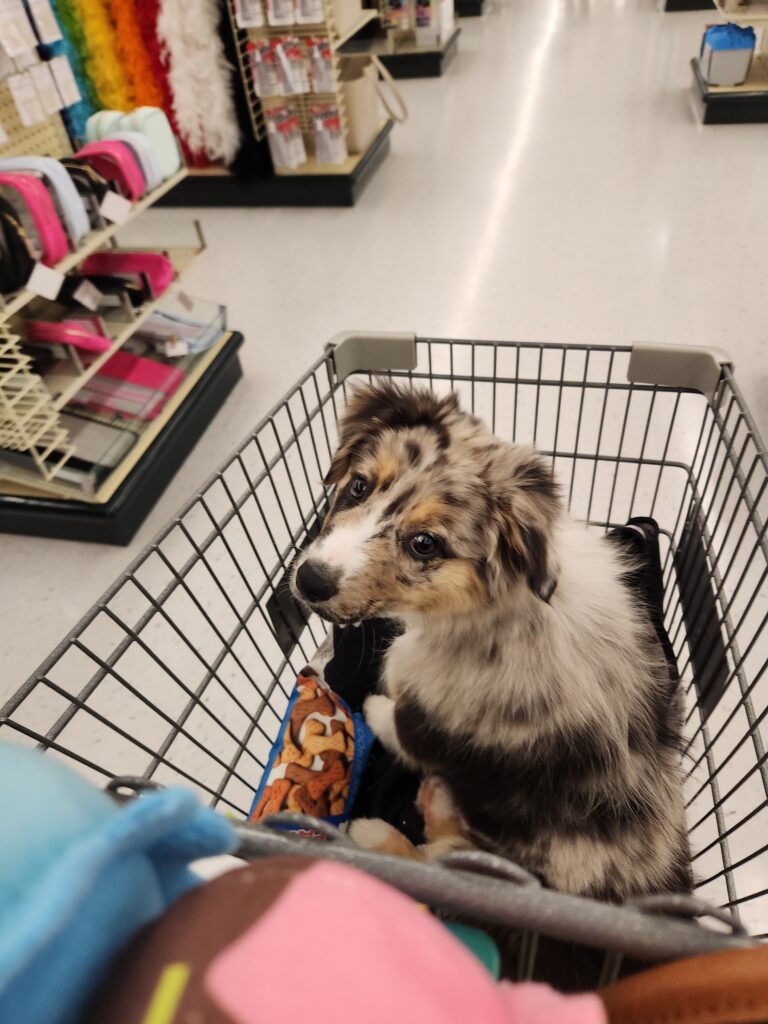 Australian Shepherd puppy in a shopping cart choosing toys at the store