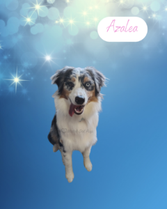 Azalea - 1 year old