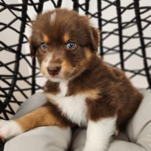 Australian Shepherd puppy demonstrating confidence and emotional stability