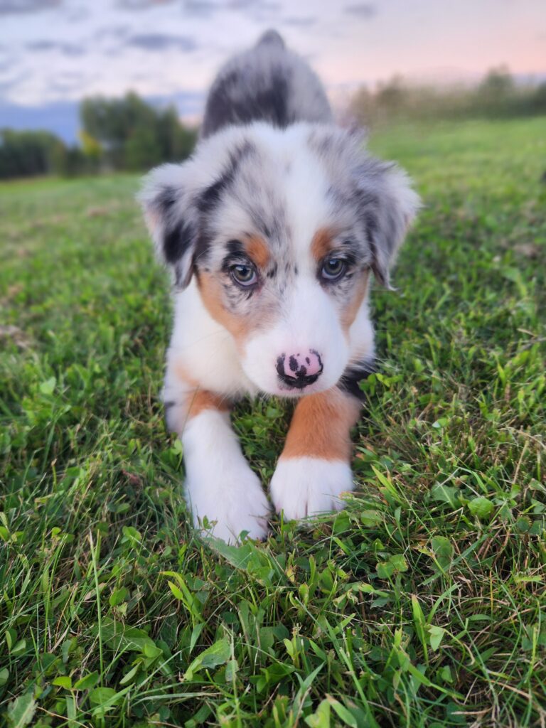 blue merle Australian Shepherd puppy play bowing during interaction