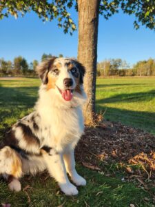 AKC Australian Shepherd Puppy Cost in Wisconsin