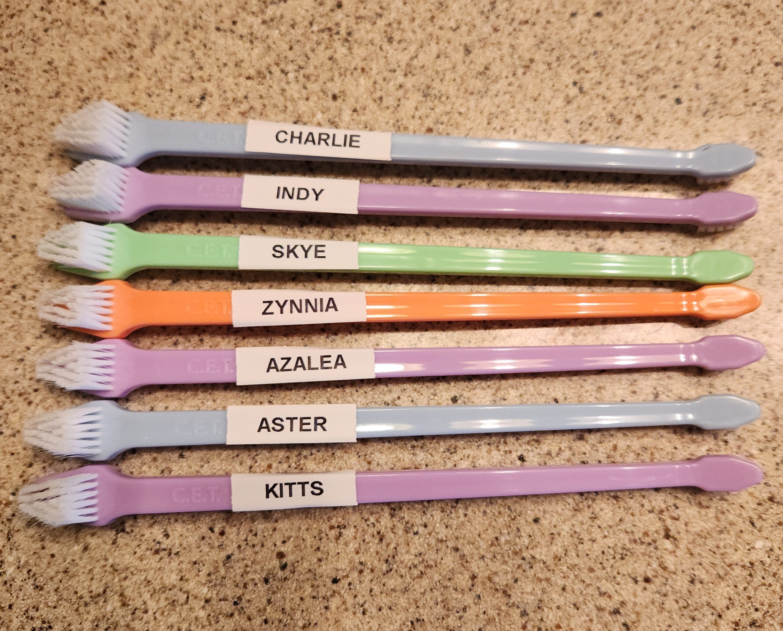 How to Brush a Puppy’s Teeth (Easy Step-by-Step Guide)
