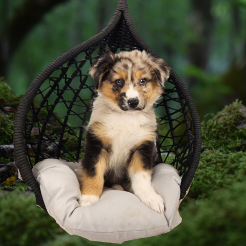 Australian Shepherd sitting calmly in a swing during socialization