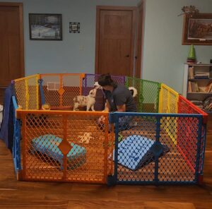 Lori conducting temperament testing with an Australian Shepherd puppy in Wisconsin