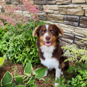 red tri female Australian Shepherd at 6 months old showing development and growth