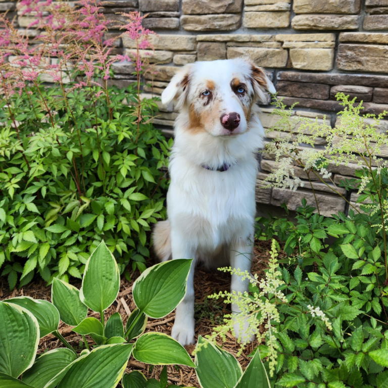 red merle Australian Shepherd female sitting among hostas in a garden
