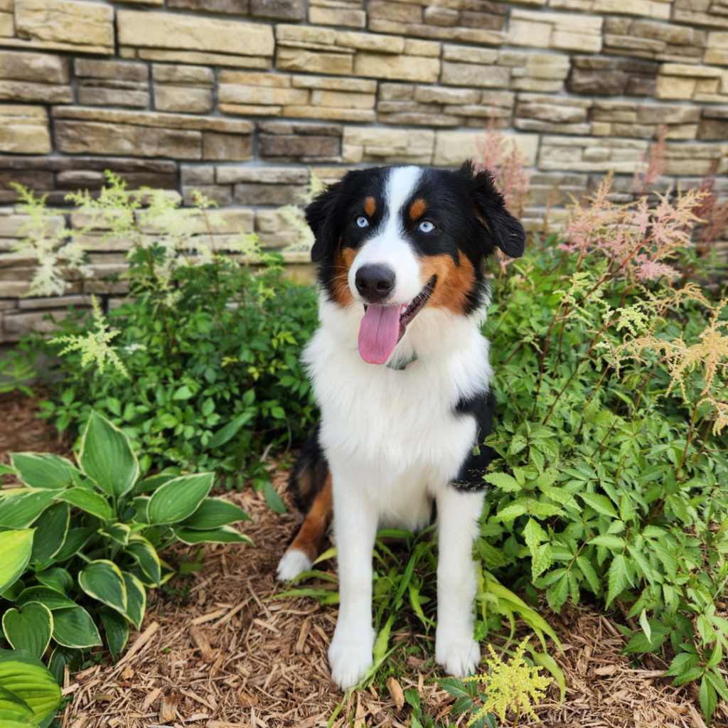 Black tri Australian Shepherd puppy with blue eyes representing the standard Australian Shepherd breed.