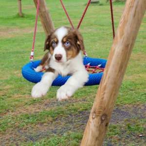 red tri Australian Shepherd puppy sitting calmly on a saucer swing during confidence training