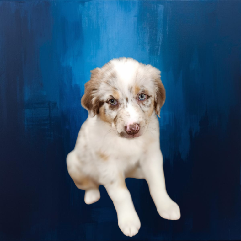AKC Australian Shepherd Puppy Cost in Wisconsin