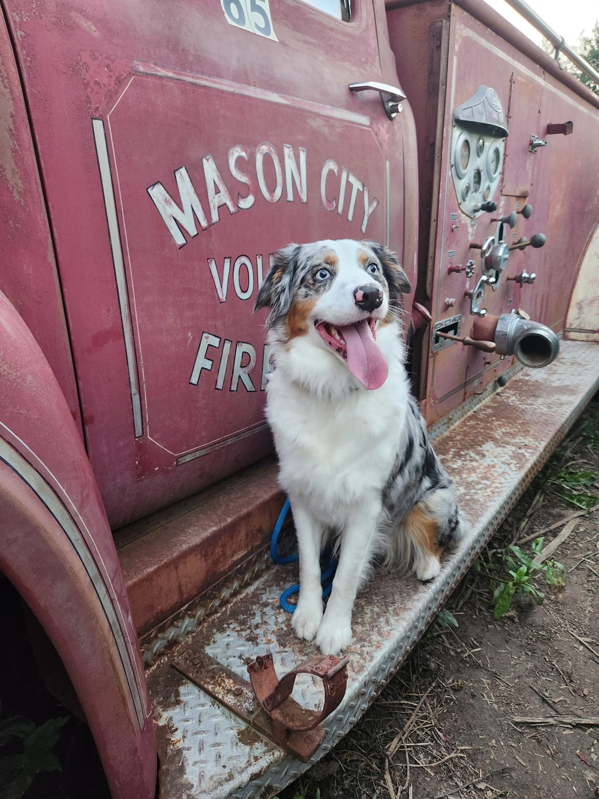 Australian Shepherd Indy sitting on the running board of a red fire truck