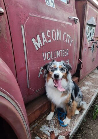 Australian Shepherd Skye sitting on the running board of a red fire truck