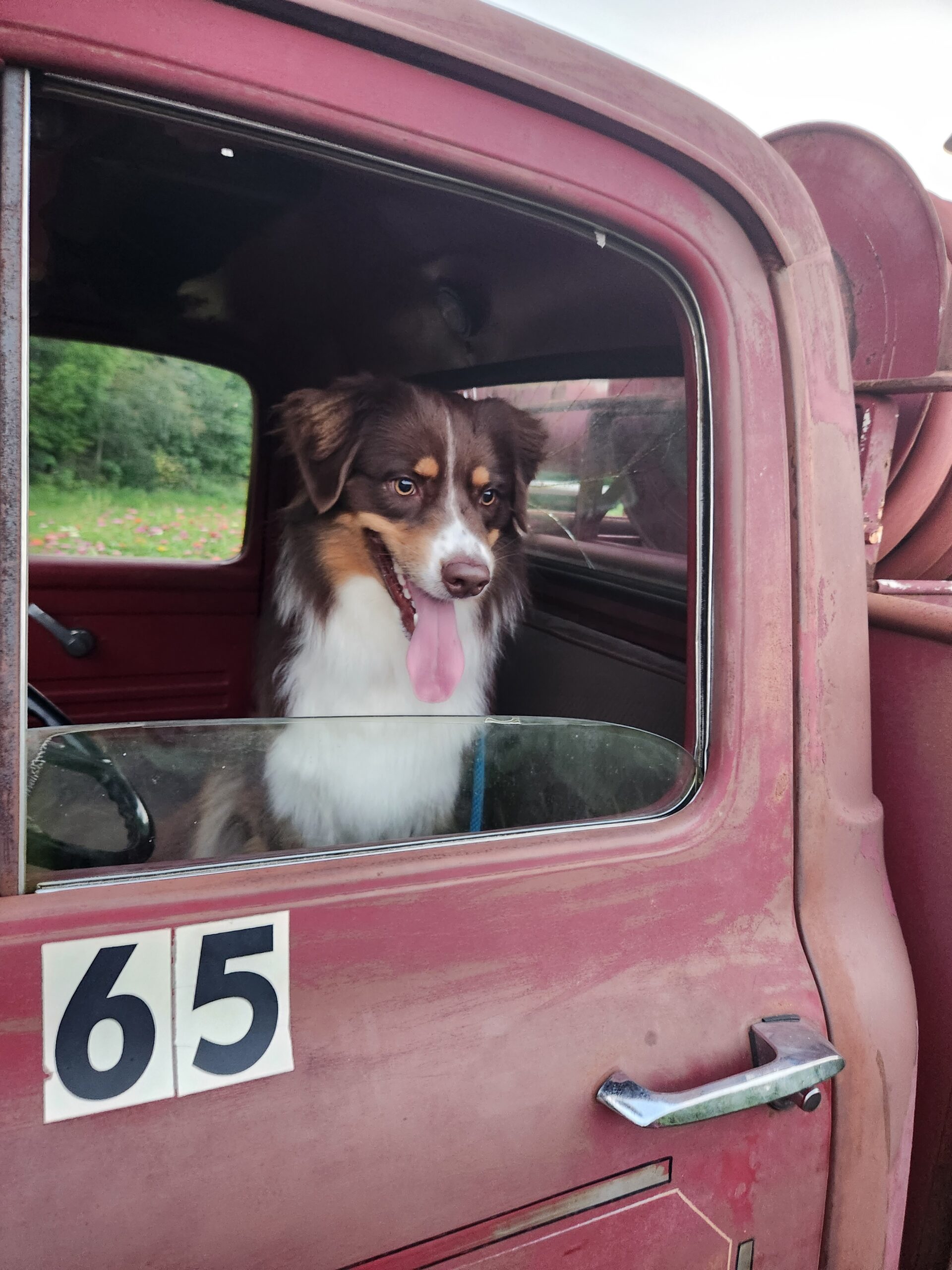 Australian Shepherd Gilbert looking out the window of an old red fire truck