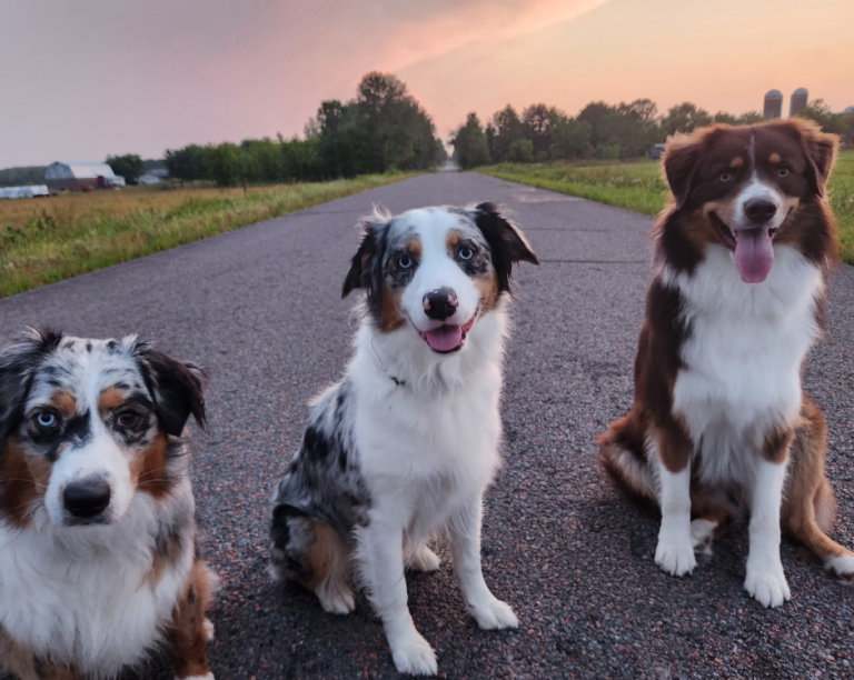 Skye Indy and Gilbert Australian Shepherds at sunset