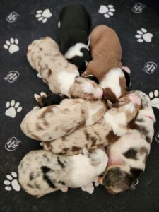 newborn Australian Shepherd puppies resting together in a whelping box