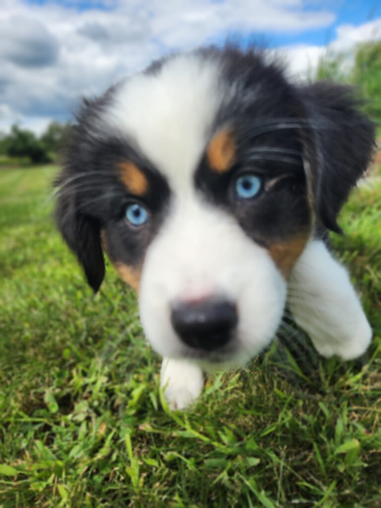 black tri Australian Shepherd female with blue eyes running toward the camera