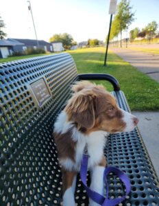 AKC Australian Shepherd Puppy Cost in Wisconsin