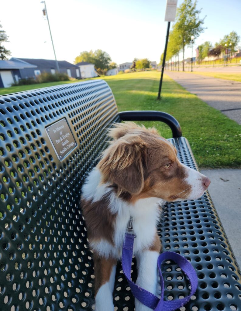 red tri Australian Shepherd male laying on a bench in a city setting