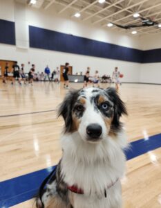 Australian Shepherd Service Dogs in Training in Wisconsin