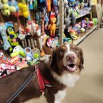 Australian Shepherd service dog candidate showing strong human focus