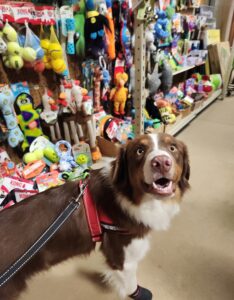 Australian Shepherd service dog candidate showing strong human focus