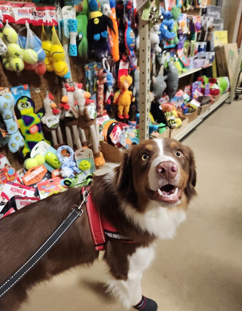Australian Shepherd service dog candidate showing strong human focus